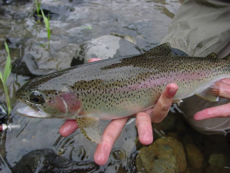 NJ Trout Season Opens Saturday | Inside Warren